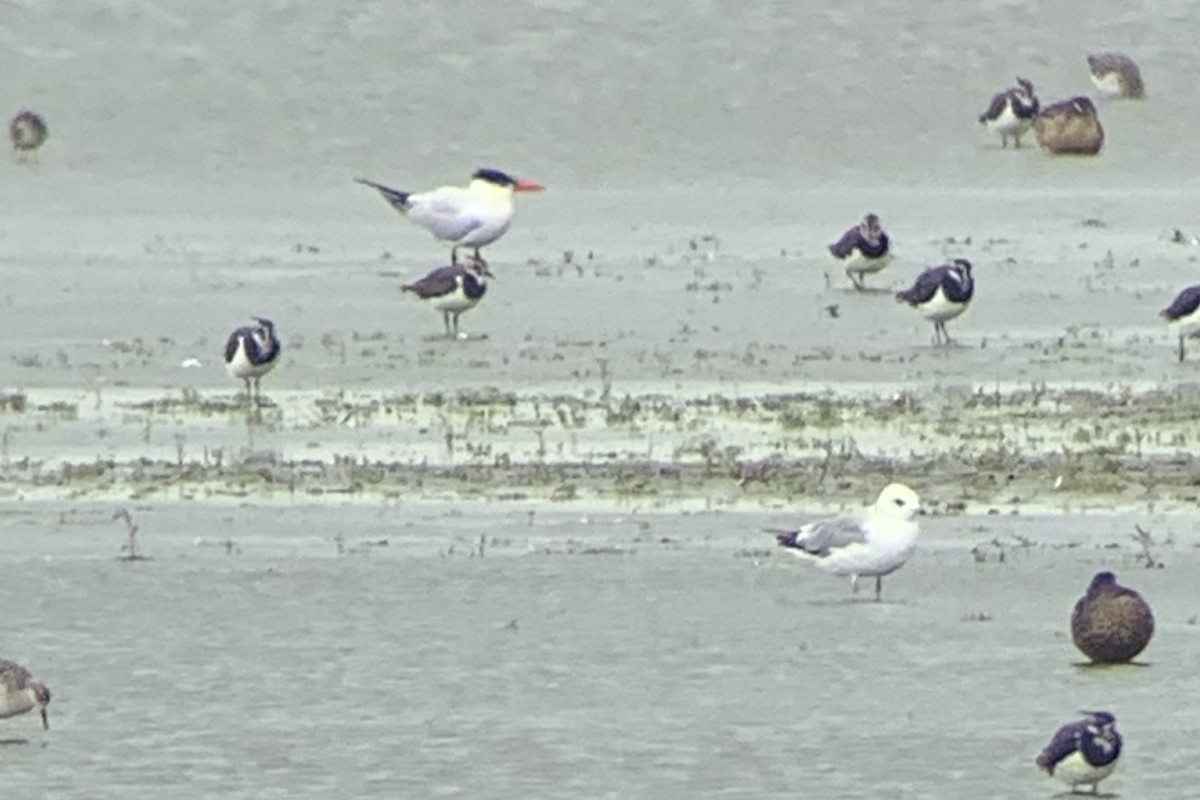 Caspian Tern - ML618629292