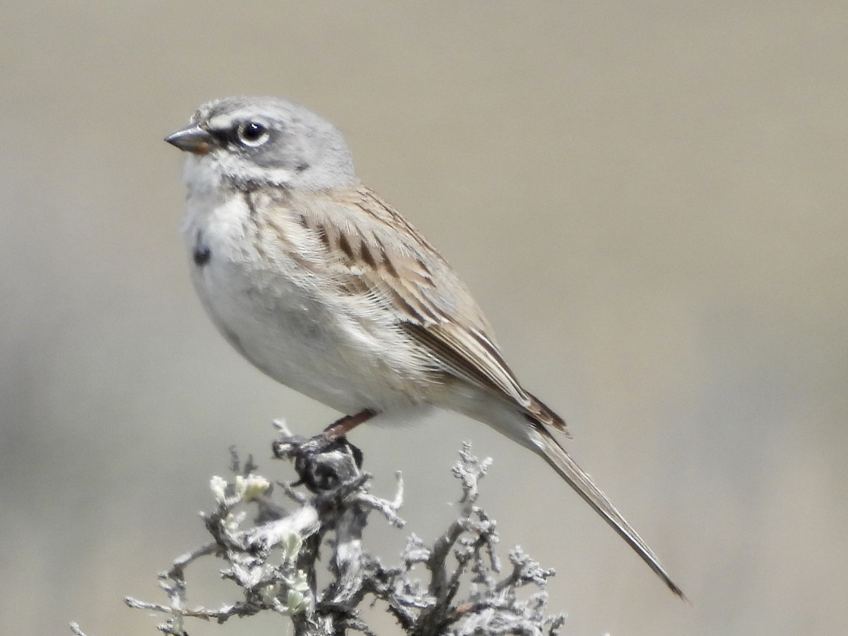 Sagebrush Sparrow - ML618629304