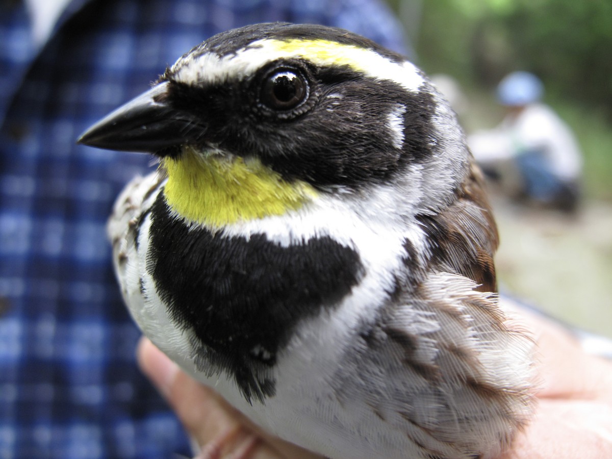 Yellow-throated Bunting - ML618629319