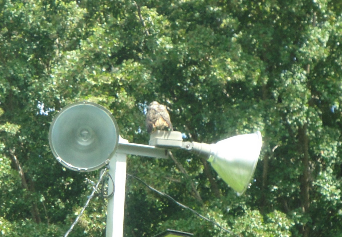 Red-tailed Hawk - Hector C. Cruzado