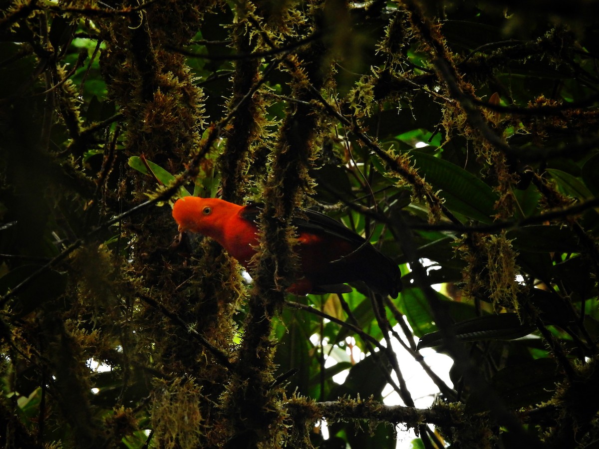 Andean Cock-of-the-rock - ML618629345