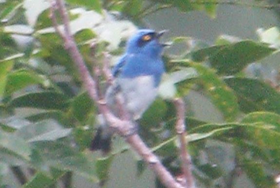 White-bellied Dacnis - ML618629380