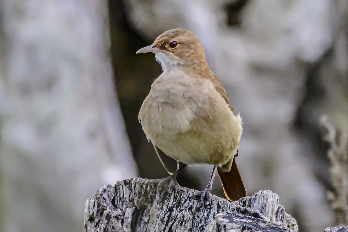 Rufous Hornero - Amed Hernández