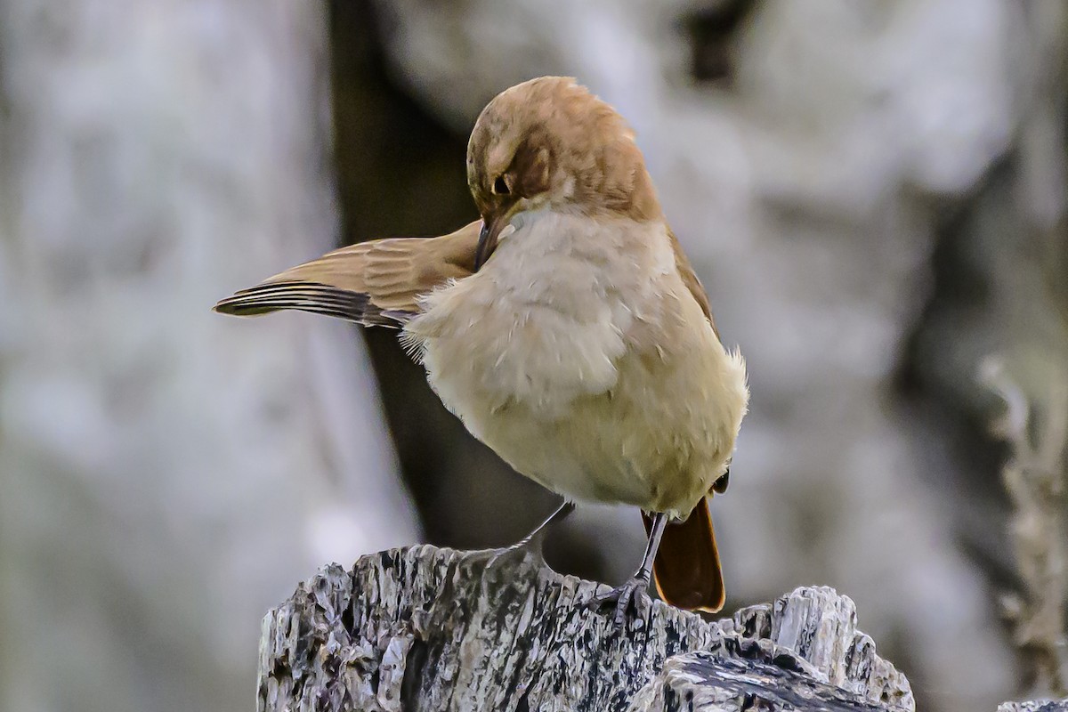 Rufous Hornero - Amed Hernández