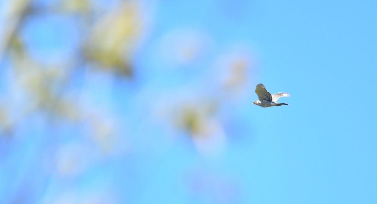 Northern Harrier - ML618629472