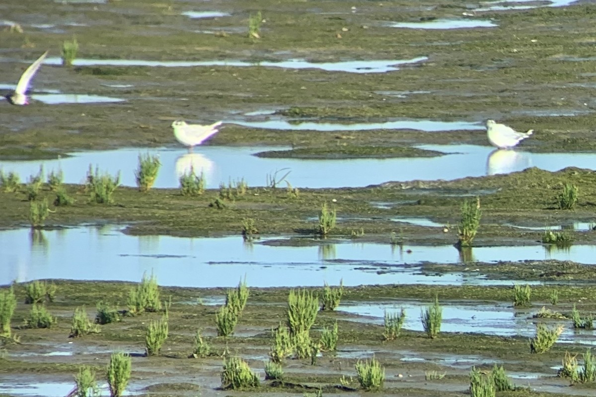 Little Gull - ML618629508