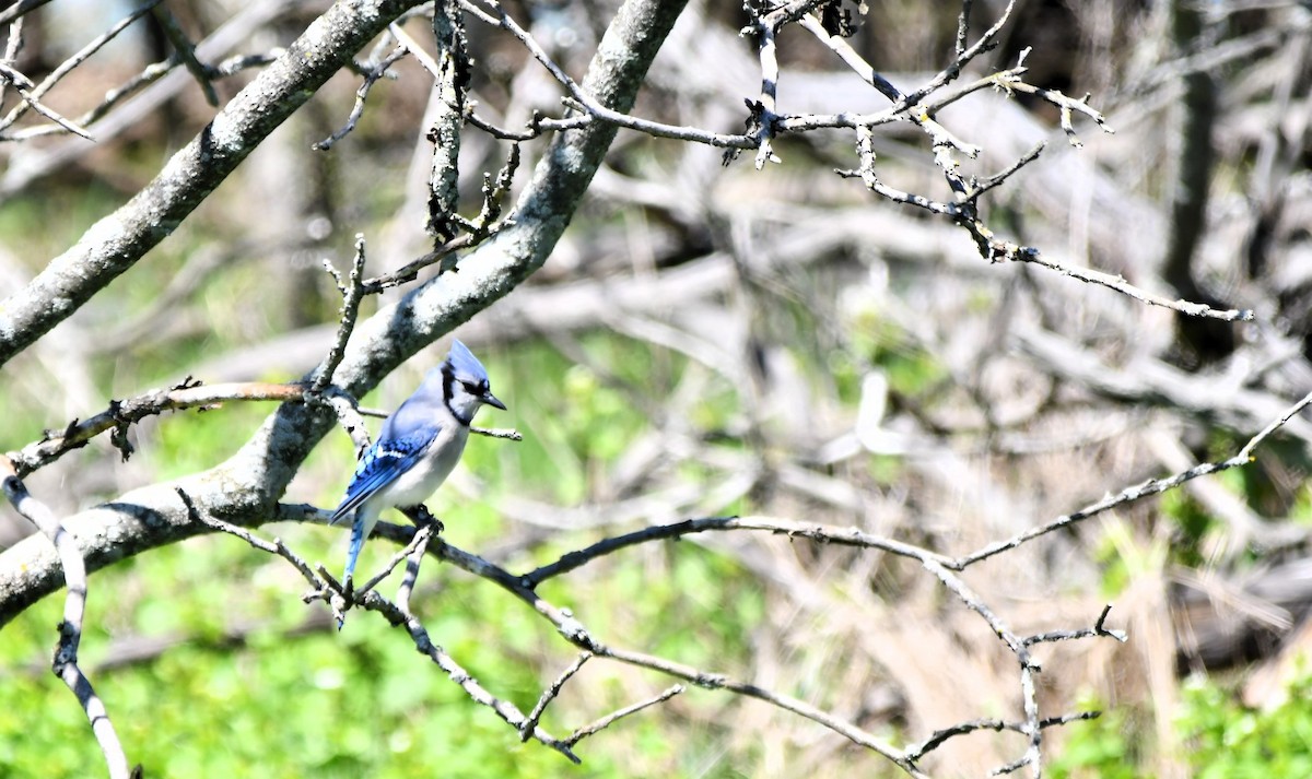 Blue Jay - ML618629541