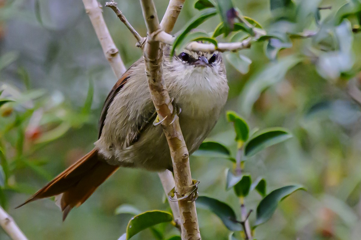 Stripe-crowned Spinetail - Amed Hernández