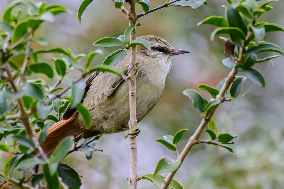 Stripe-crowned Spinetail - Amed Hernández