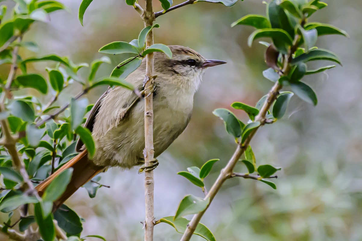 Stripe-crowned Spinetail - Amed Hernández