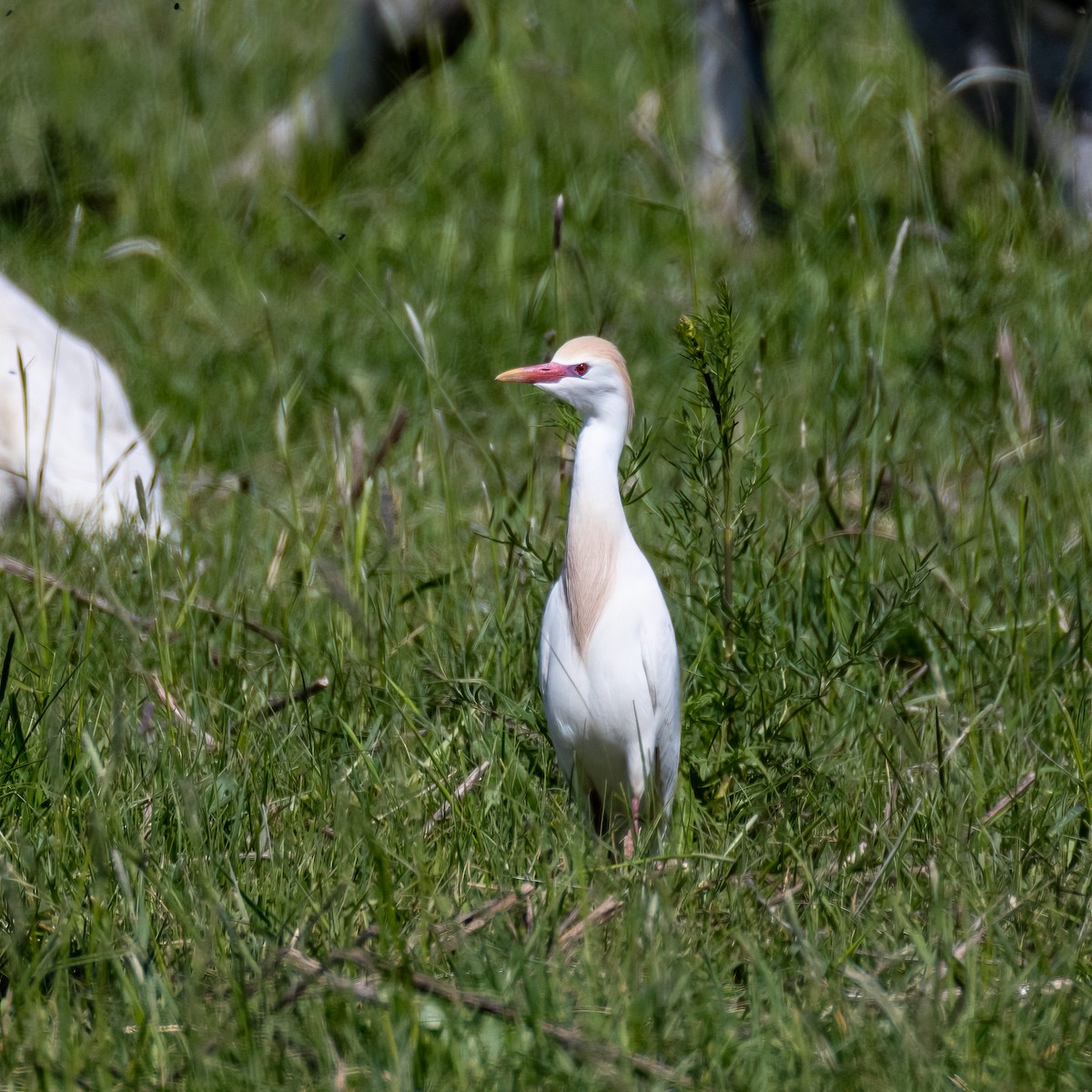 Western Cattle Egret - Lukas Sekelsky