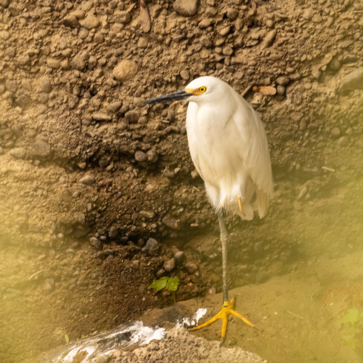 Snowy Egret - ML618629606