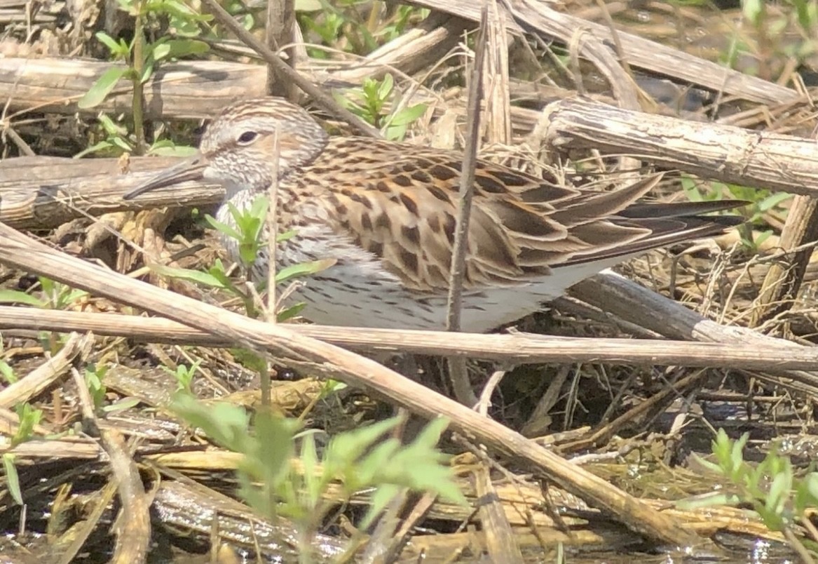 White-rumped Sandpiper - ML618629685