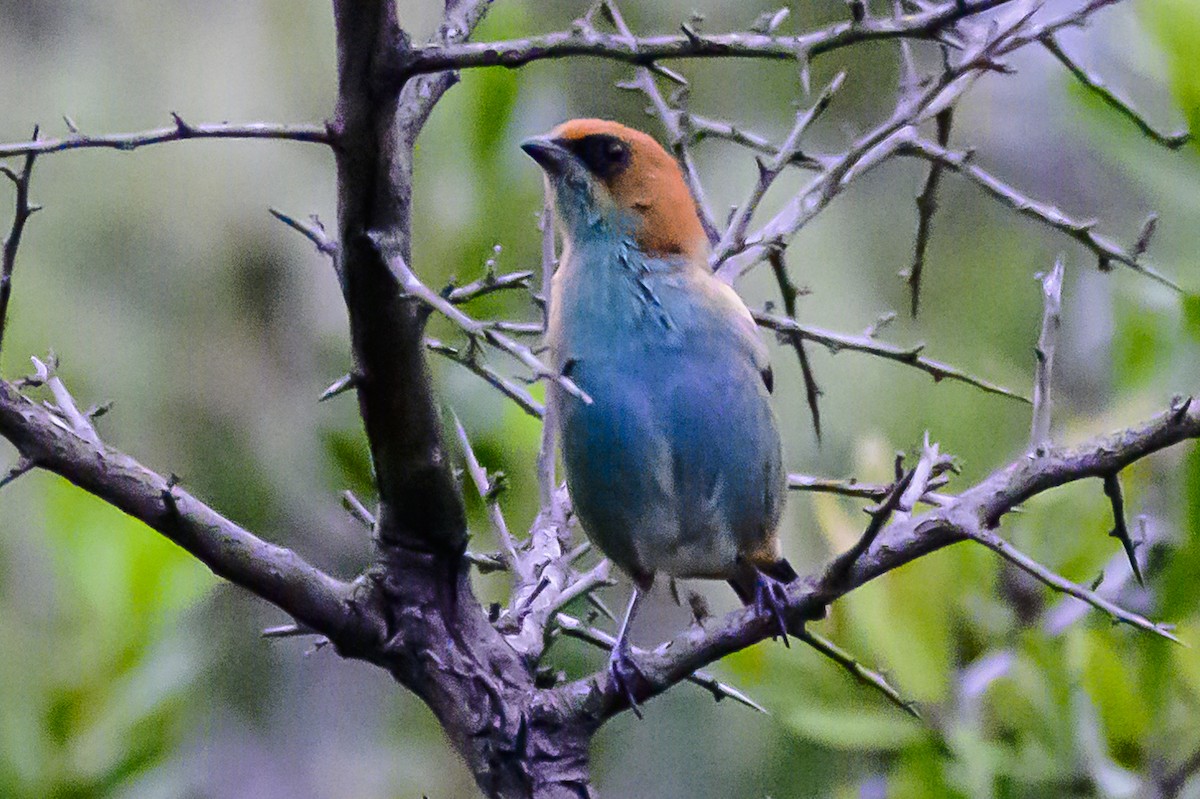 Chestnut-backed Tanager - Amed Hernández