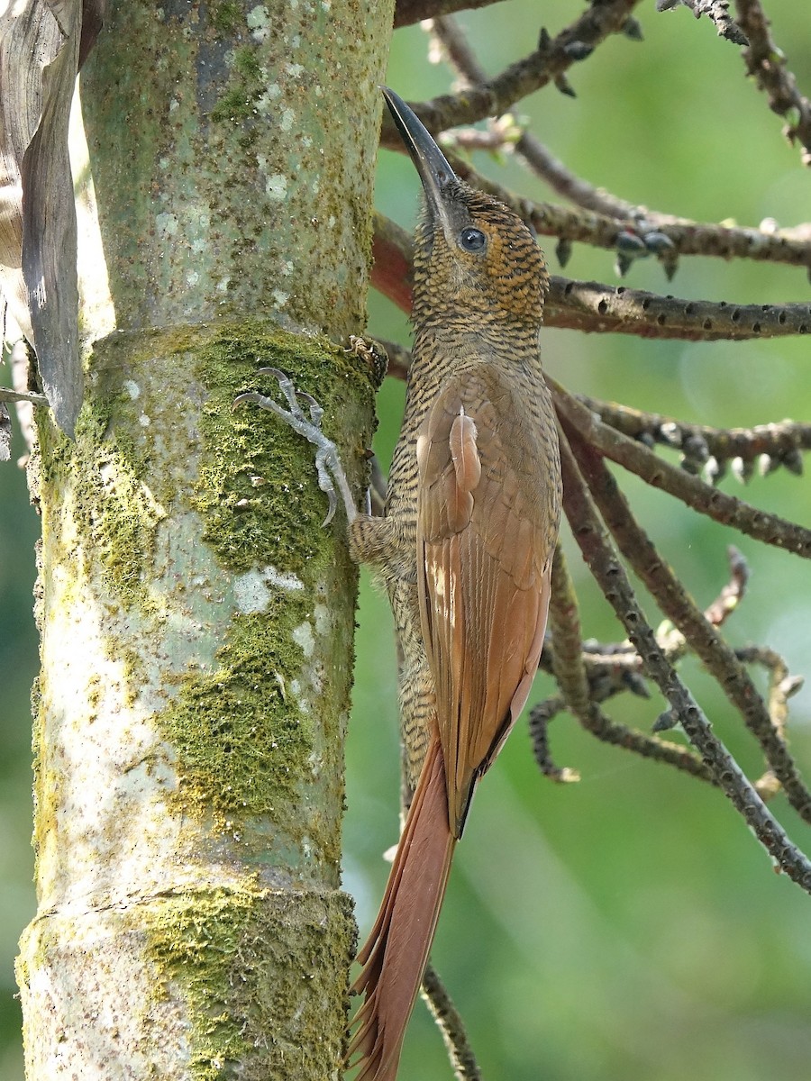 Northern Barred-Woodcreeper - ML618629688