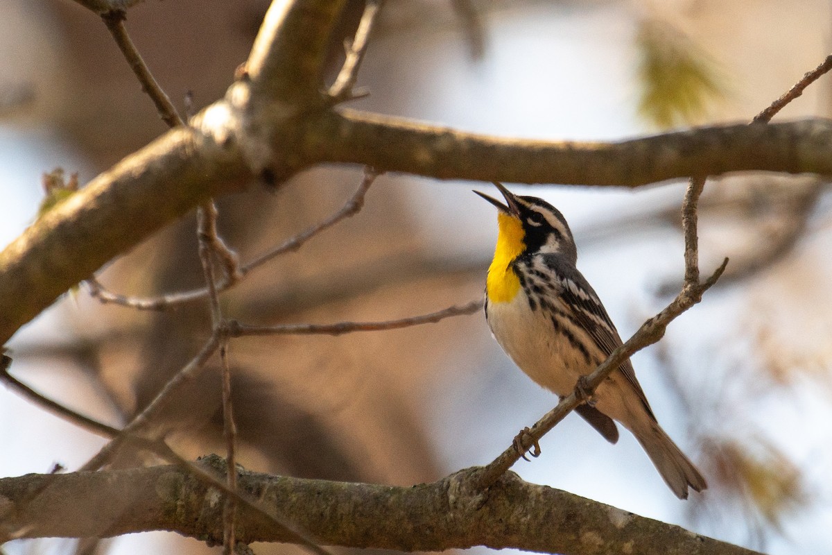 Yellow-throated Warbler - Jay Rand