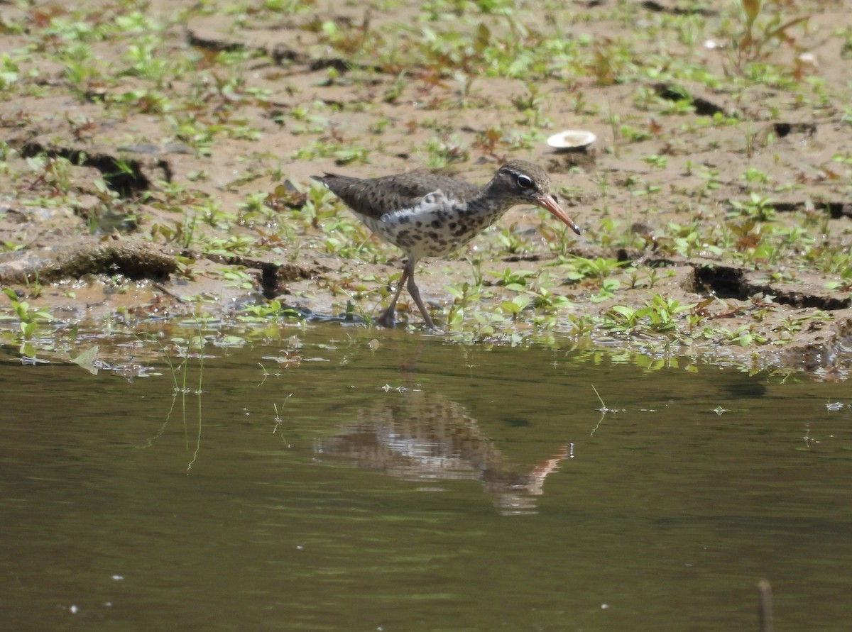 Spotted Sandpiper - Patty McQuillan