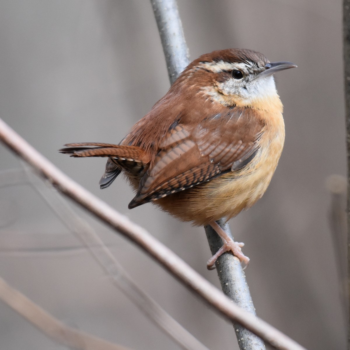 Carolina Wren - Laura  Wolf