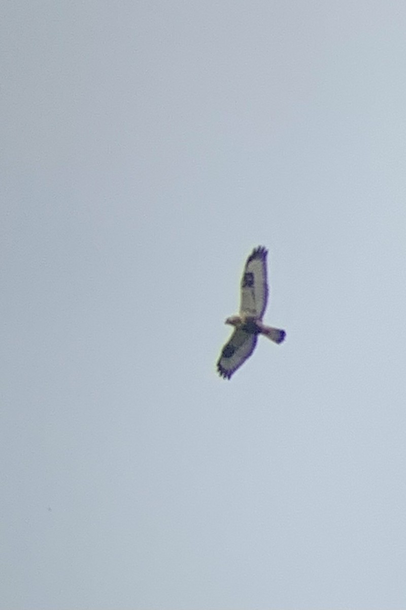 Rough-legged Hawk - ML618629752