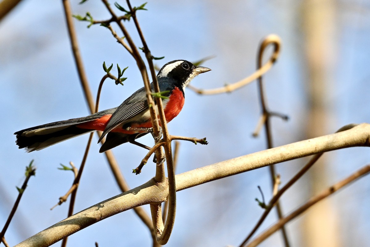 Red-breasted Chat (Red-breasted) - Gerald Friesen