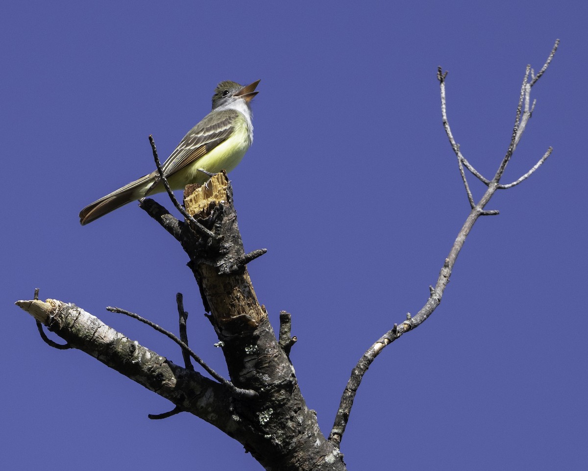 Great Crested Flycatcher - Charles Carlson
