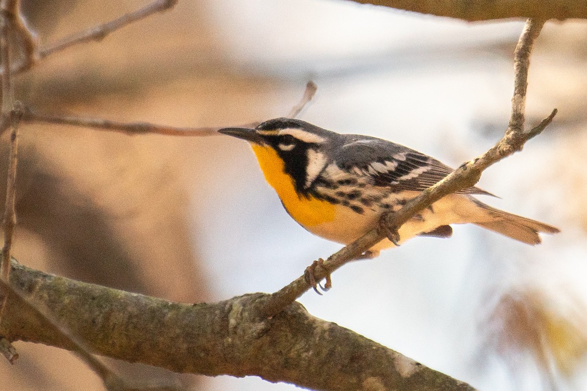 Yellow-throated Warbler - Jay Rand
