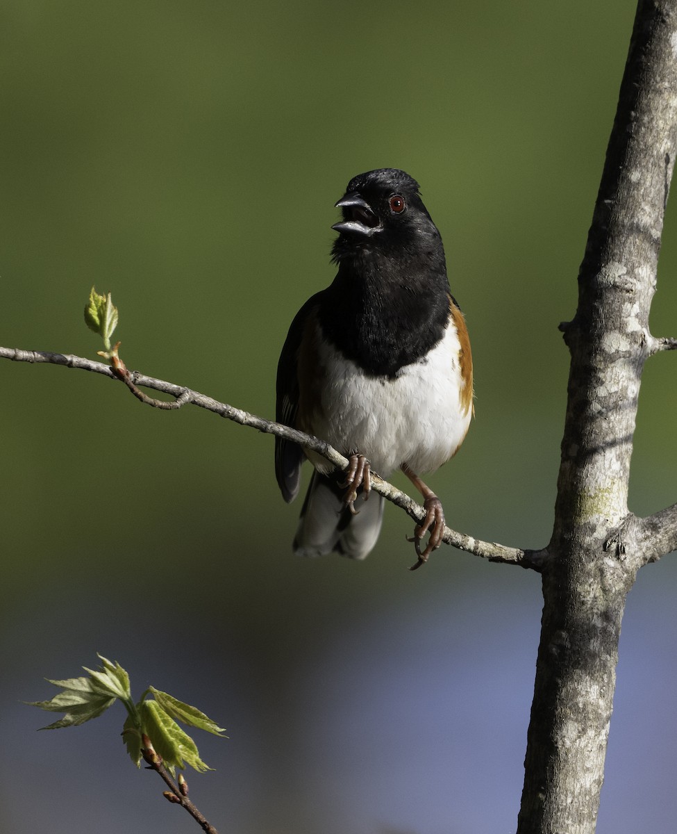 Eastern Towhee - ML618629794