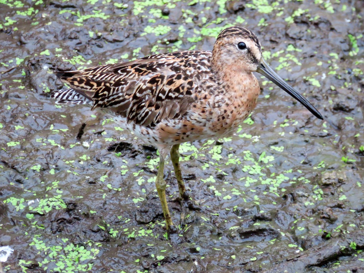 Short-billed Dowitcher - Pamela Fuchs