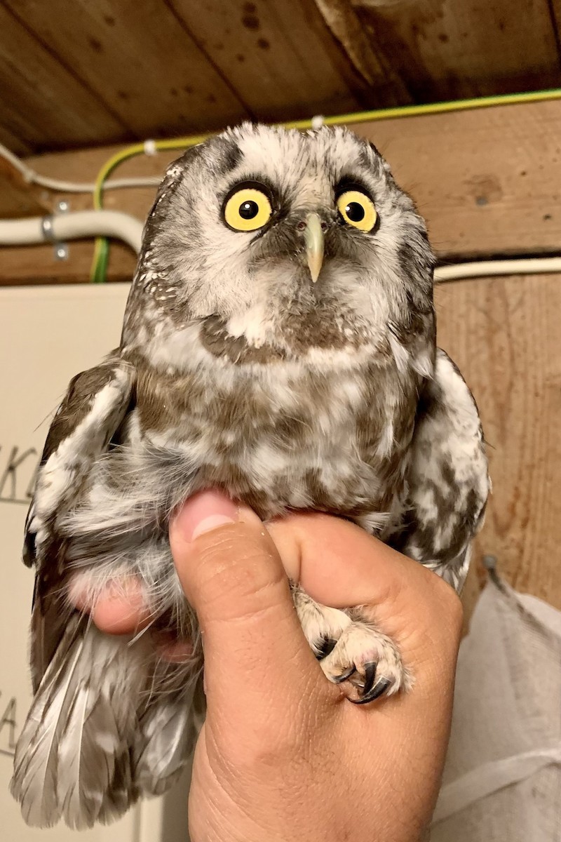 Boreal Owl - ML618629844