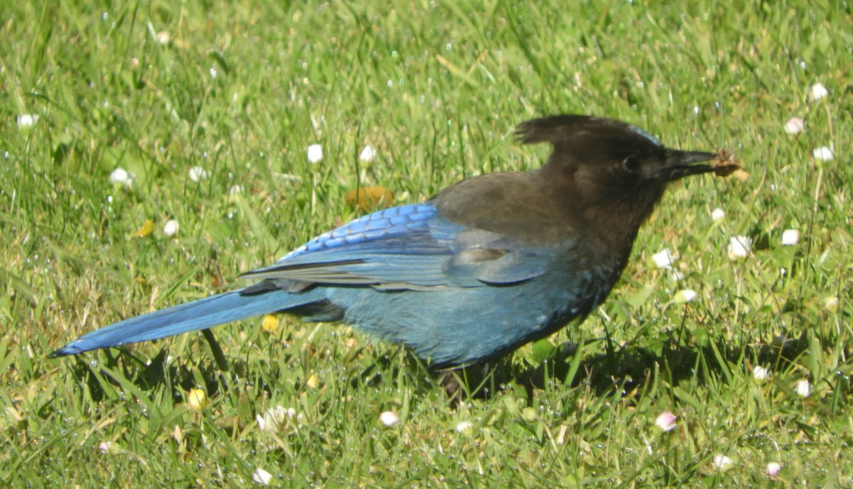 Steller's Jay - ML618629866