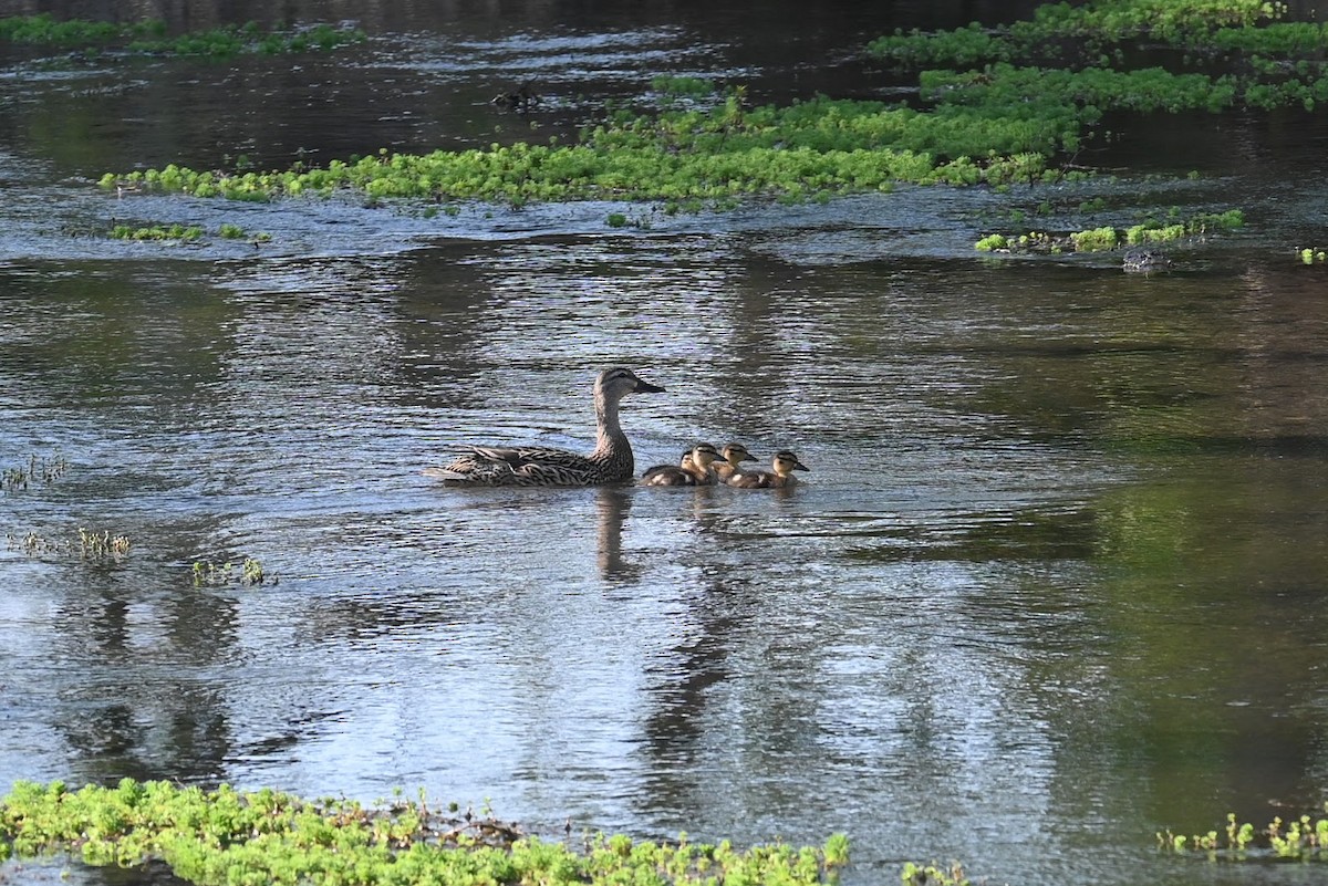 Canard colvert - ML618629941