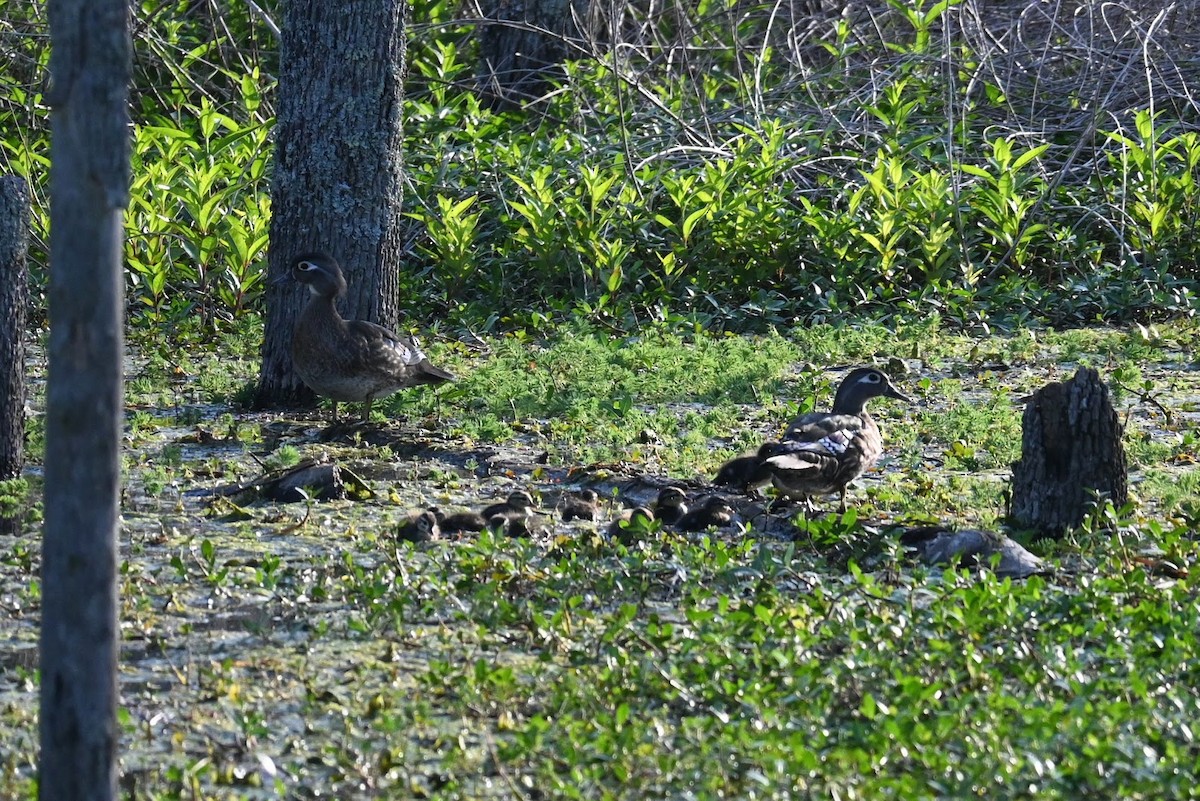 Wood Duck - Skylar Carson-Reynolds