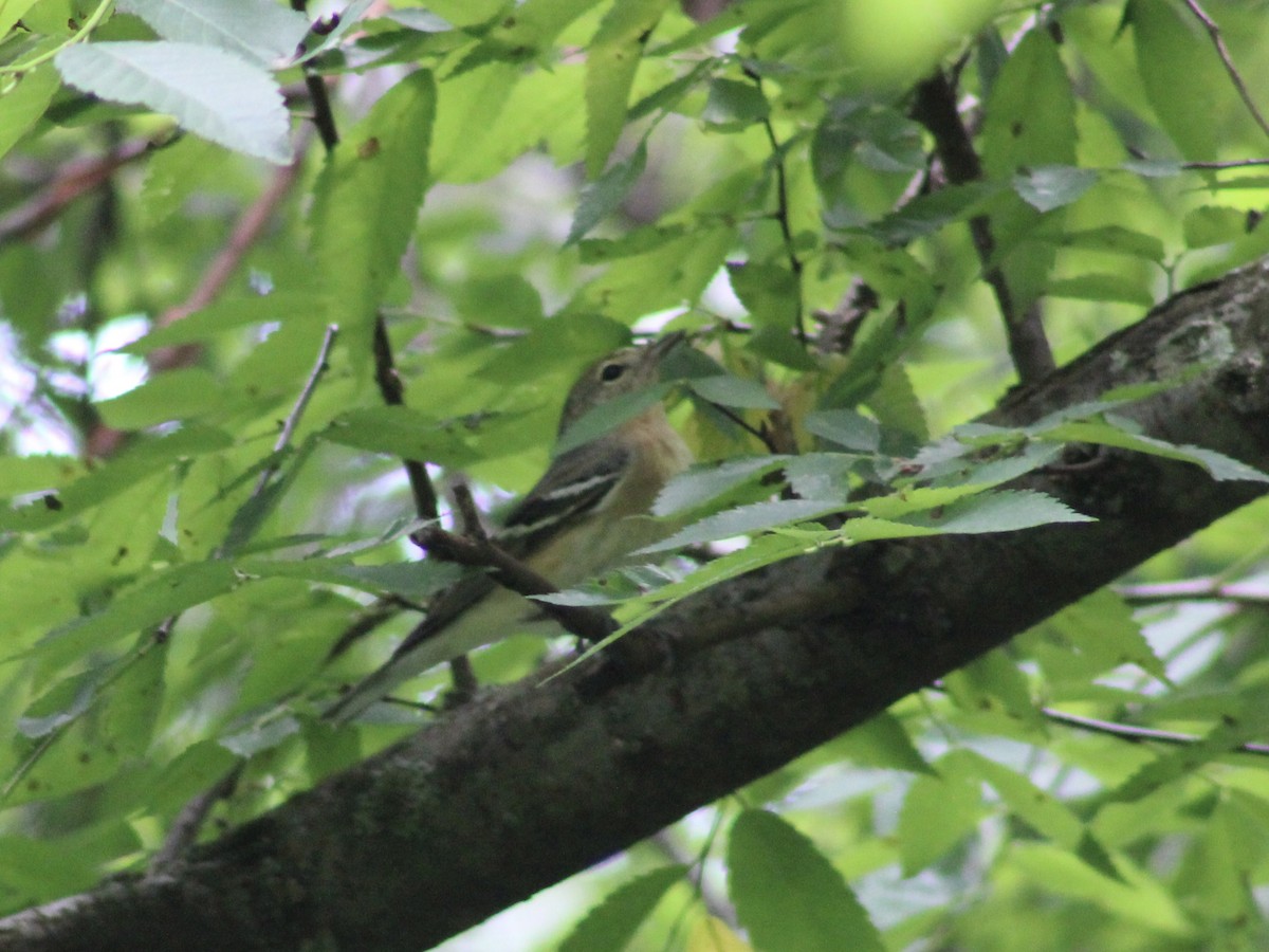 Bay-breasted Warbler - ML618630012