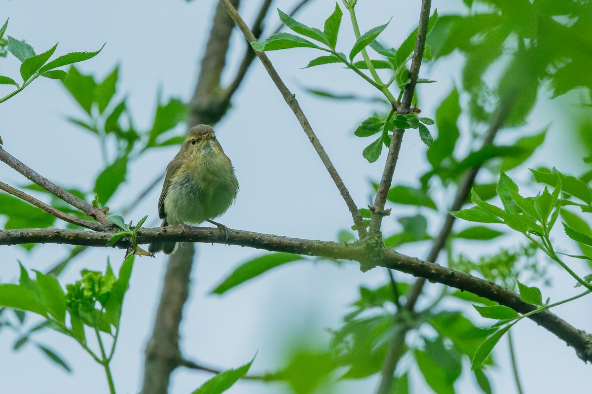 Common Chiffchaff - ML618630014