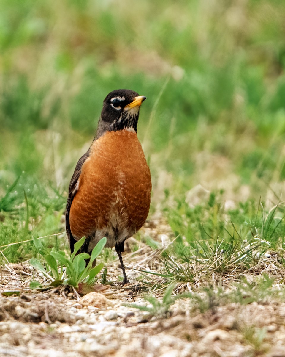 American Robin - Tom Momeyer