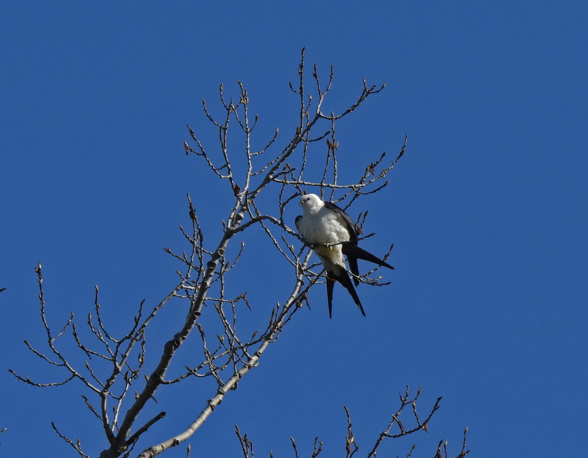 Swallow-tailed Kite - Celeste Morien