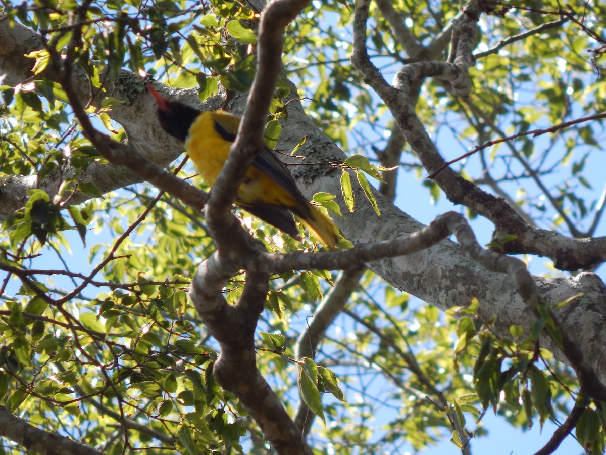 African Black-headed Oriole - ML618630072