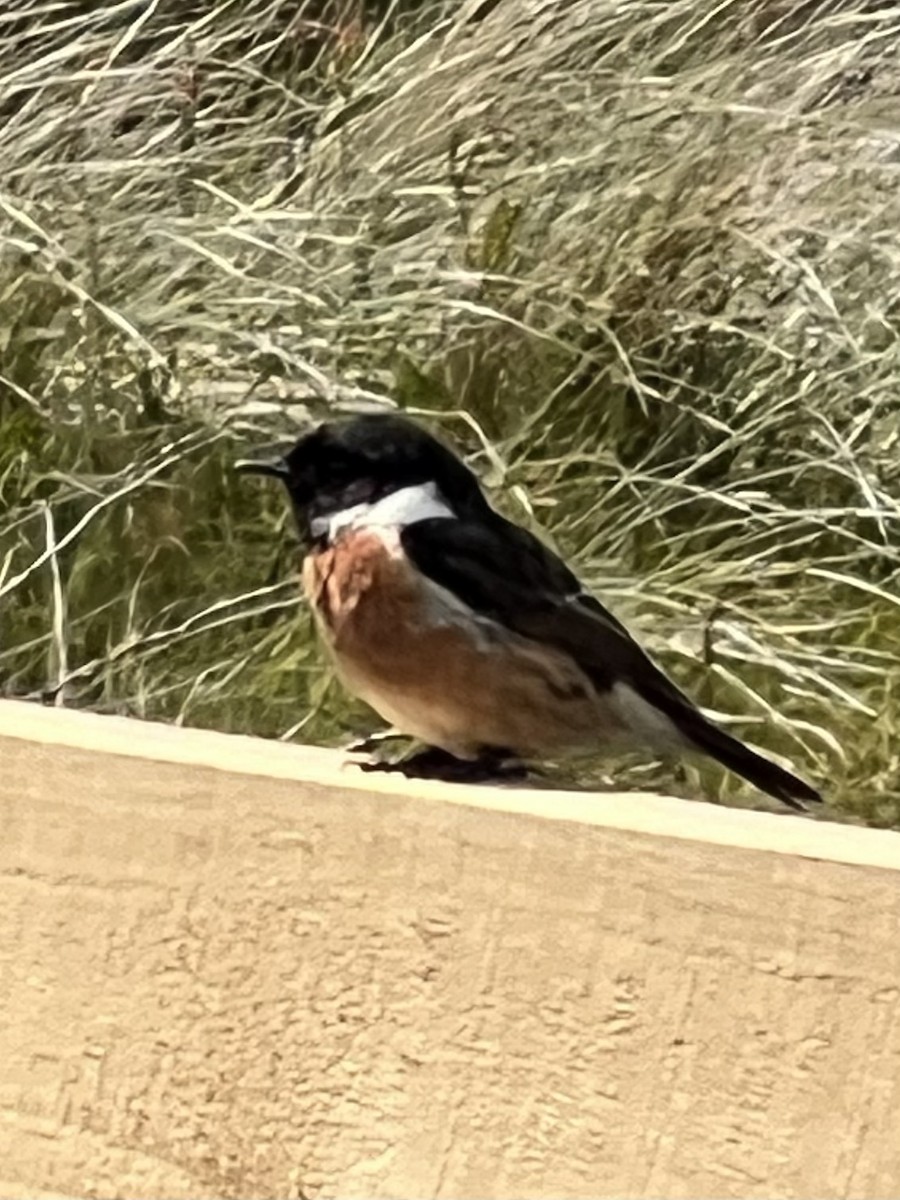 European Stonechat - ML618630075