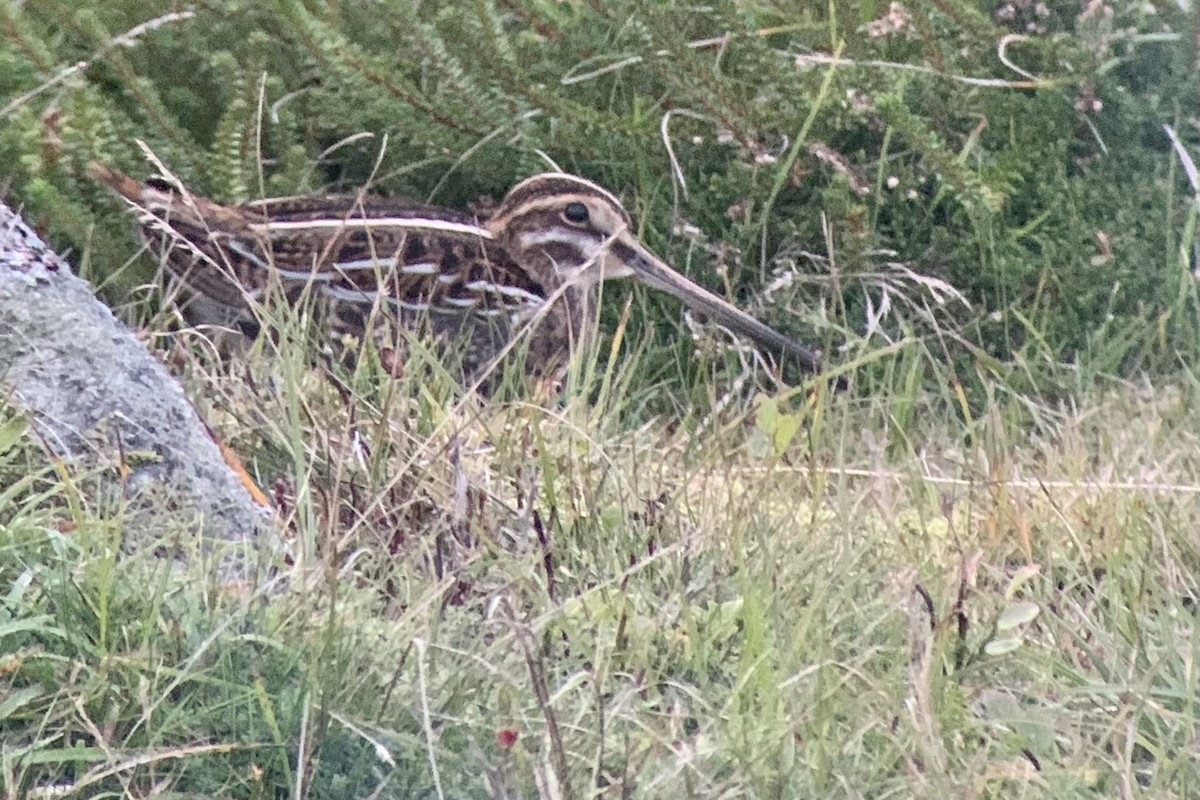 Common Snipe - Peter Wijnsouw