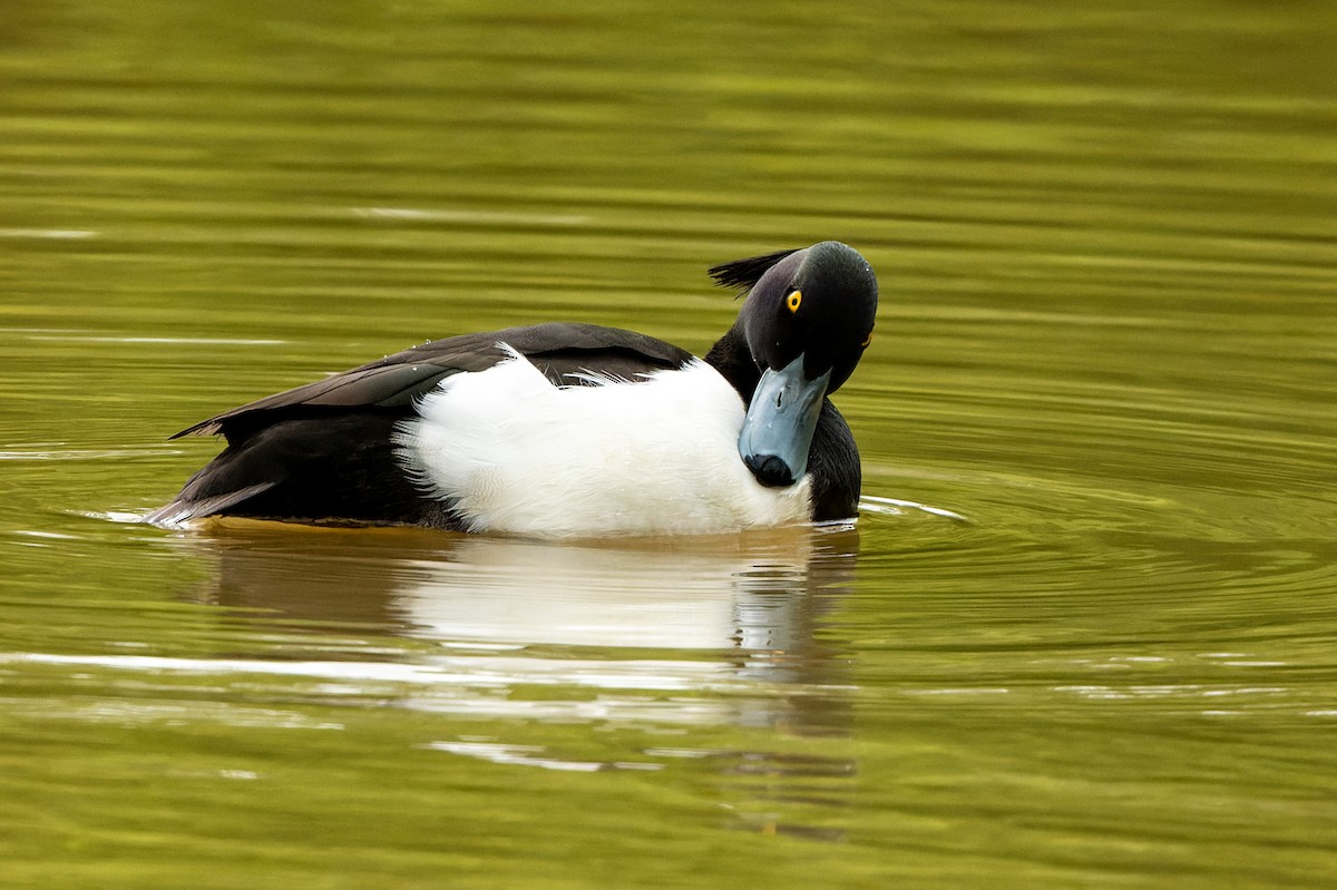 Tufted Duck - ML618630091