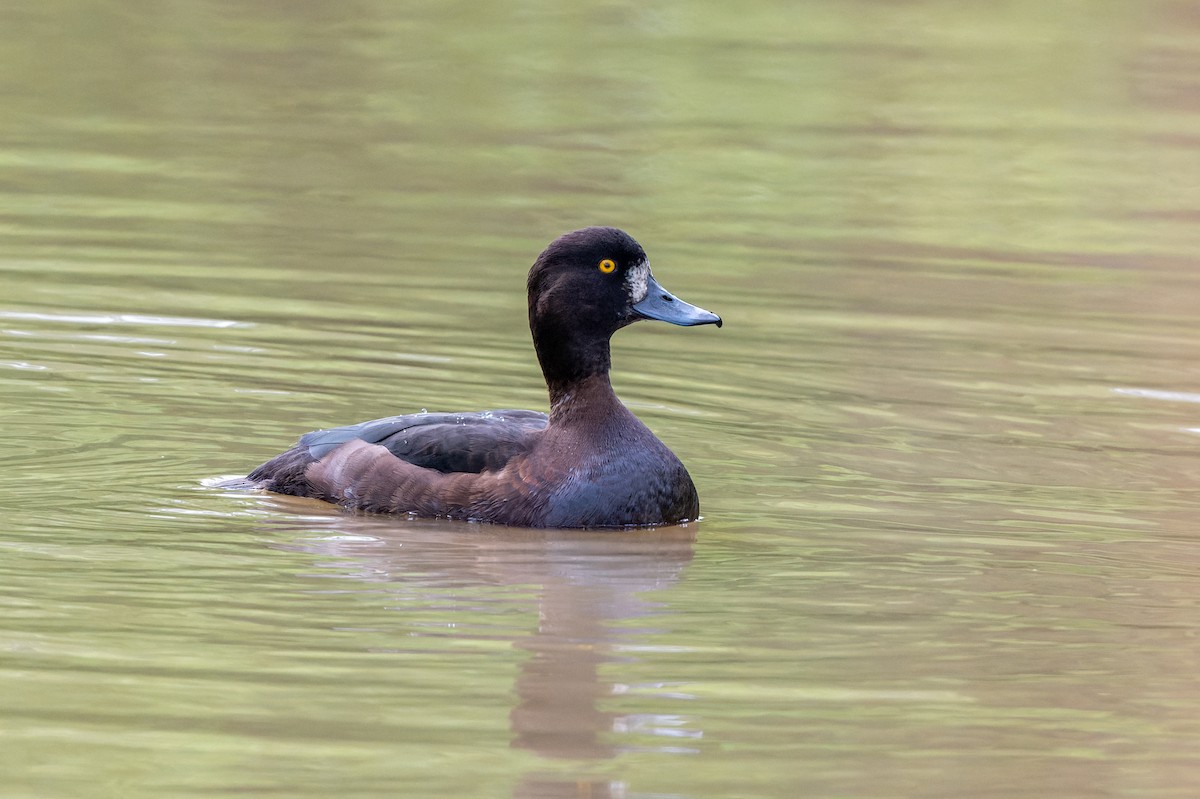 Tufted Duck - ML618630092