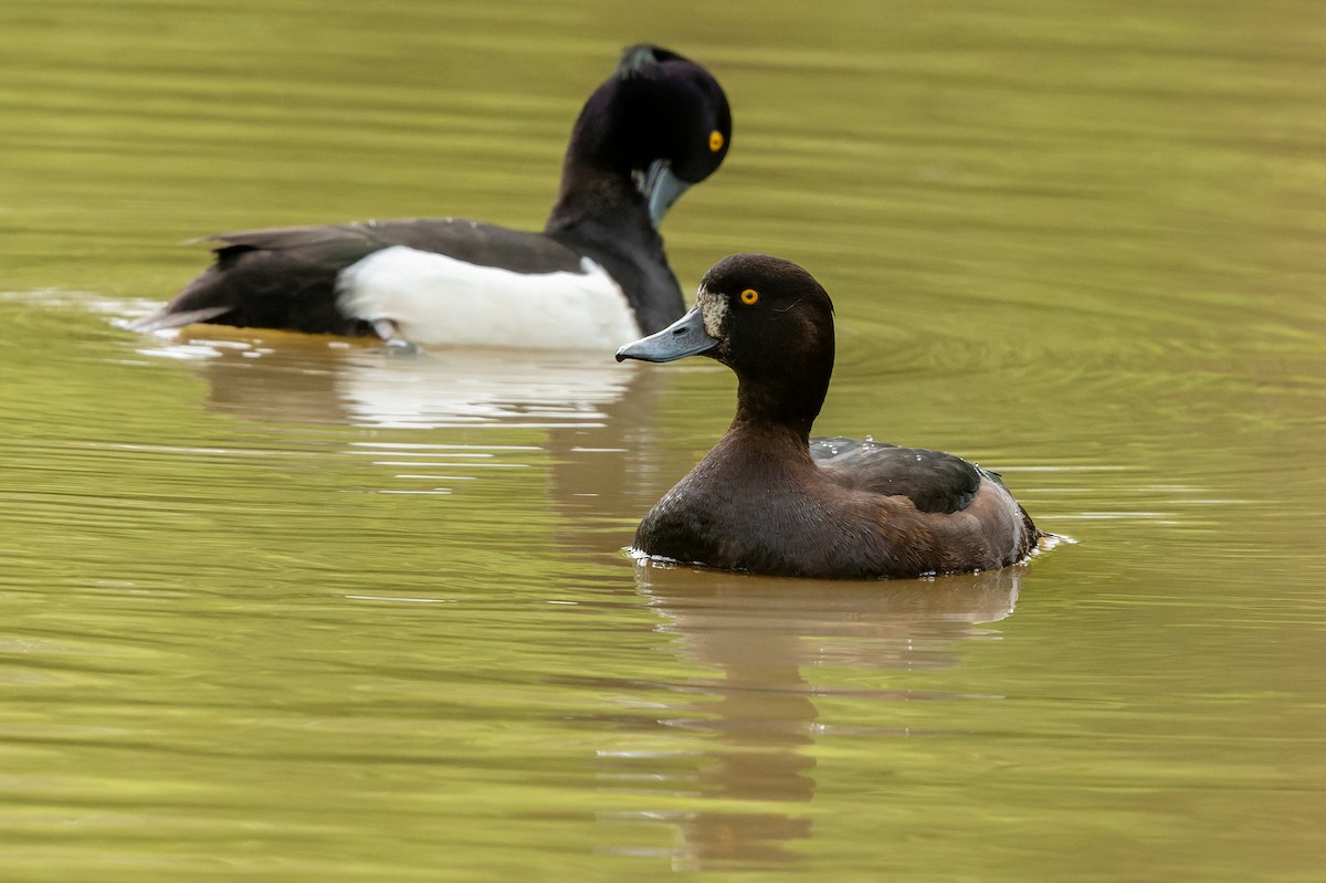 Tufted Duck - ML618630093