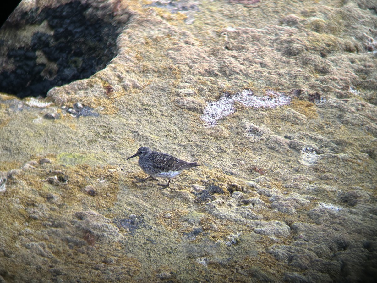 Purple Sandpiper - ML618630106