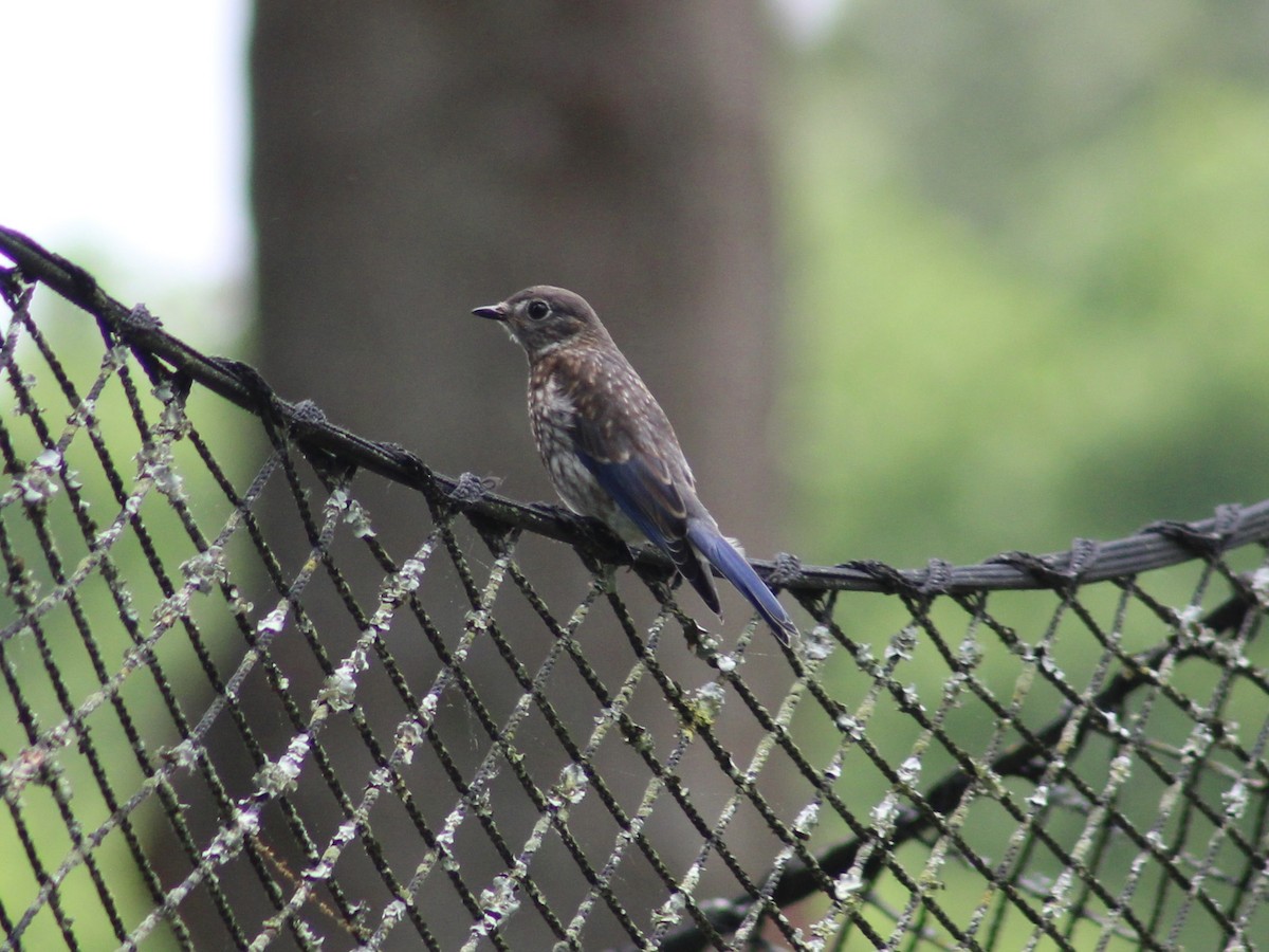 Eastern Bluebird - ML618630115