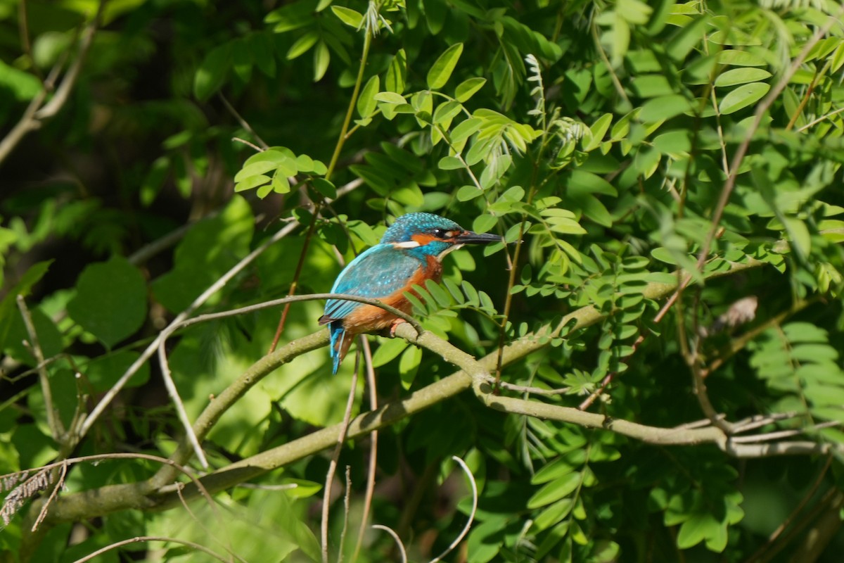 Common Kingfisher - ML618630131