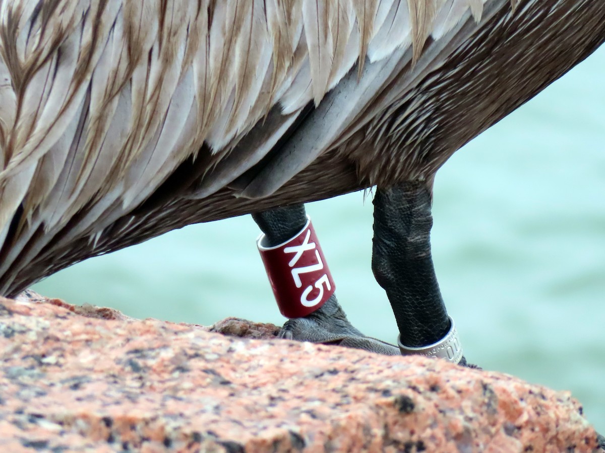 Brown Pelican - ML618630137