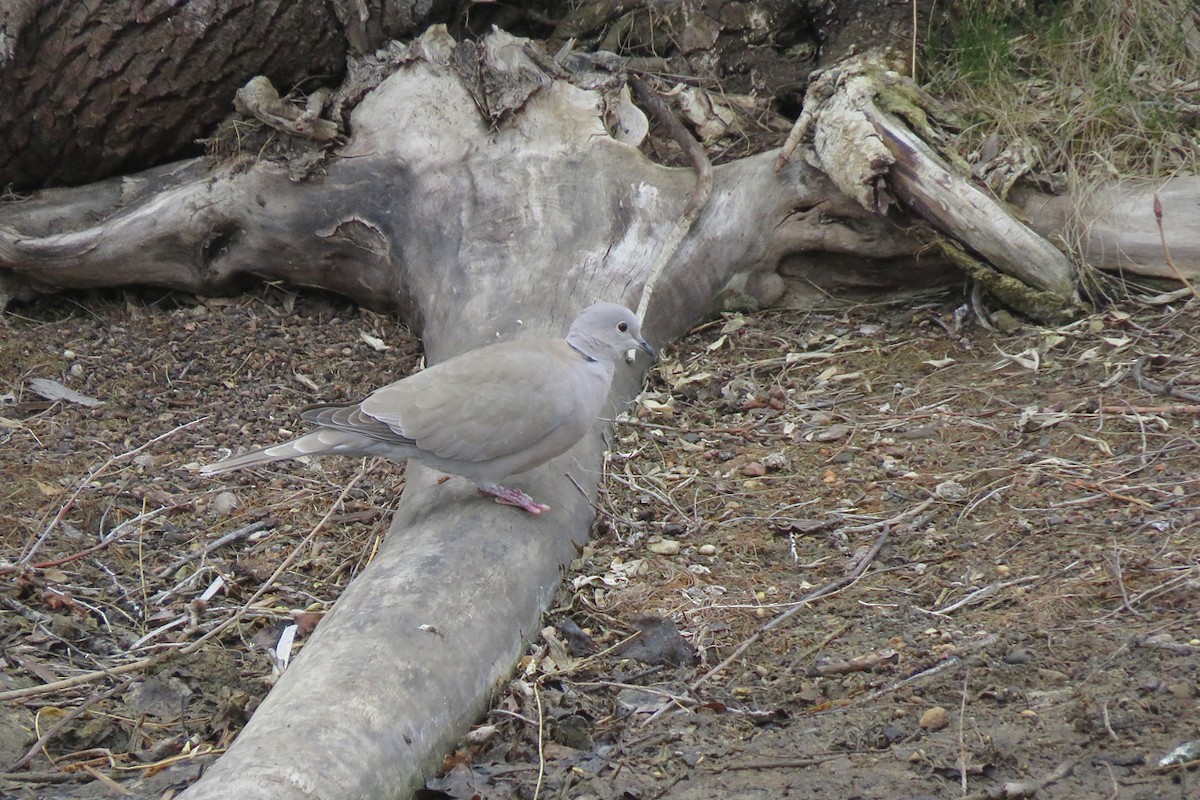 Eurasian Collared-Dove - ML618630146