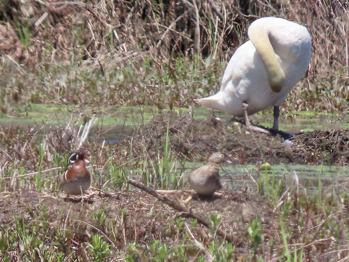 Wood Duck - ML618630160