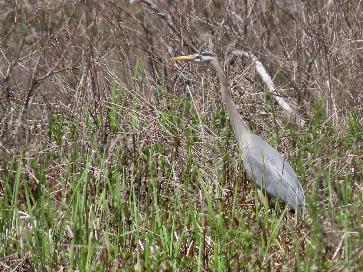 Great Blue Heron - ML618630172