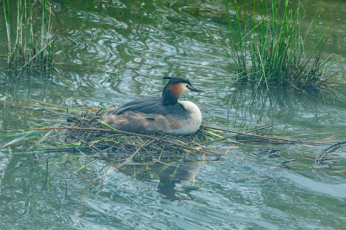 Great Crested Grebe - ML618630175